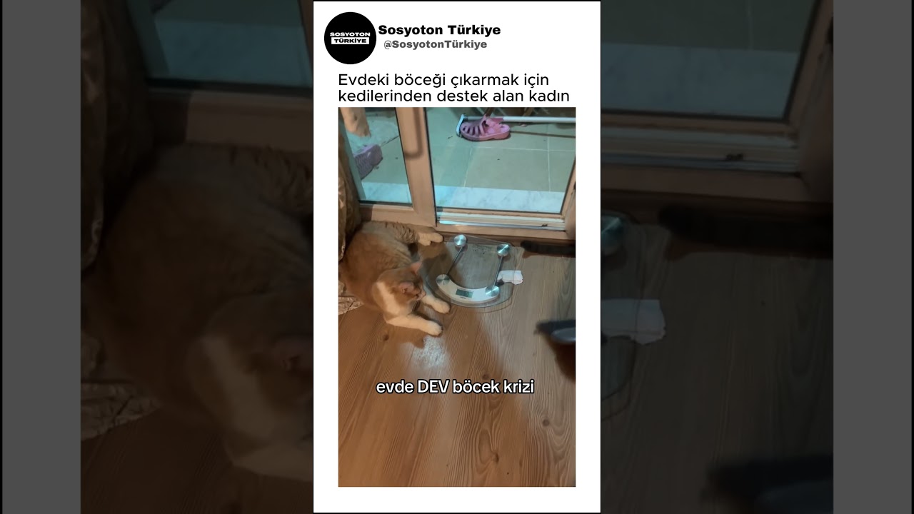 Böceği Çıkarmak İçin Kedilerinden Yardım Aldı🤣🥰