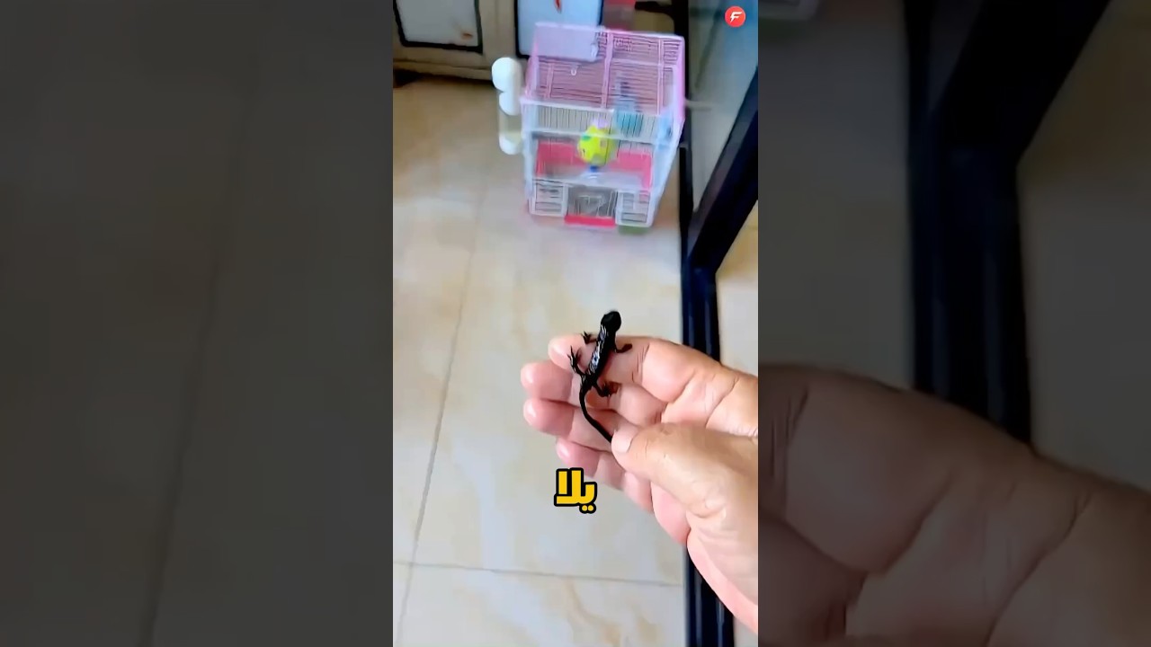 حاول يرجعه لبيته.. لكن اللي حصل صدمهم! 🦎