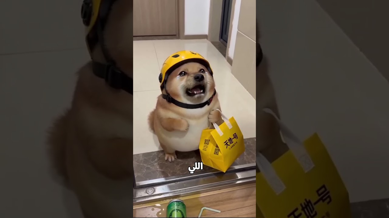 "سوء تفاهم مع الكلب الشقي"! 🐶💔