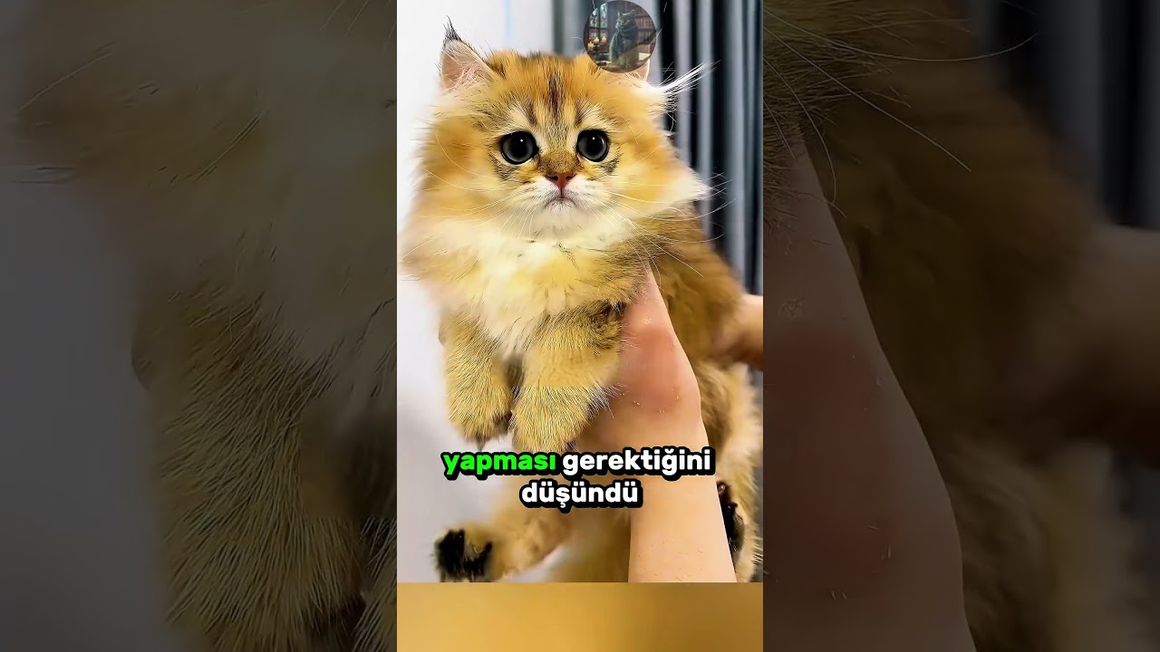 Saf Olduğu İçin Mutfakta Mahsur Kalan Sevimli KEDİ! 🐈 🥺 💖