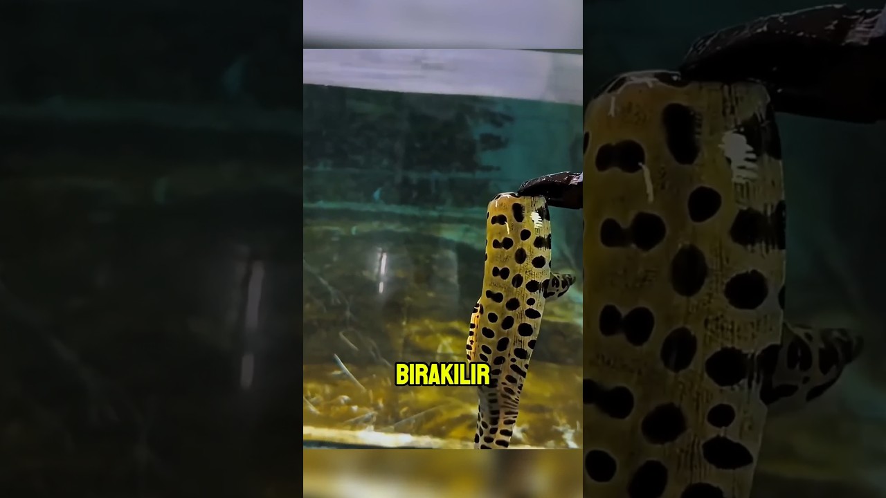 Elektrikli Yılan Balığı Arapaima ile Karşılaştığında ⚡