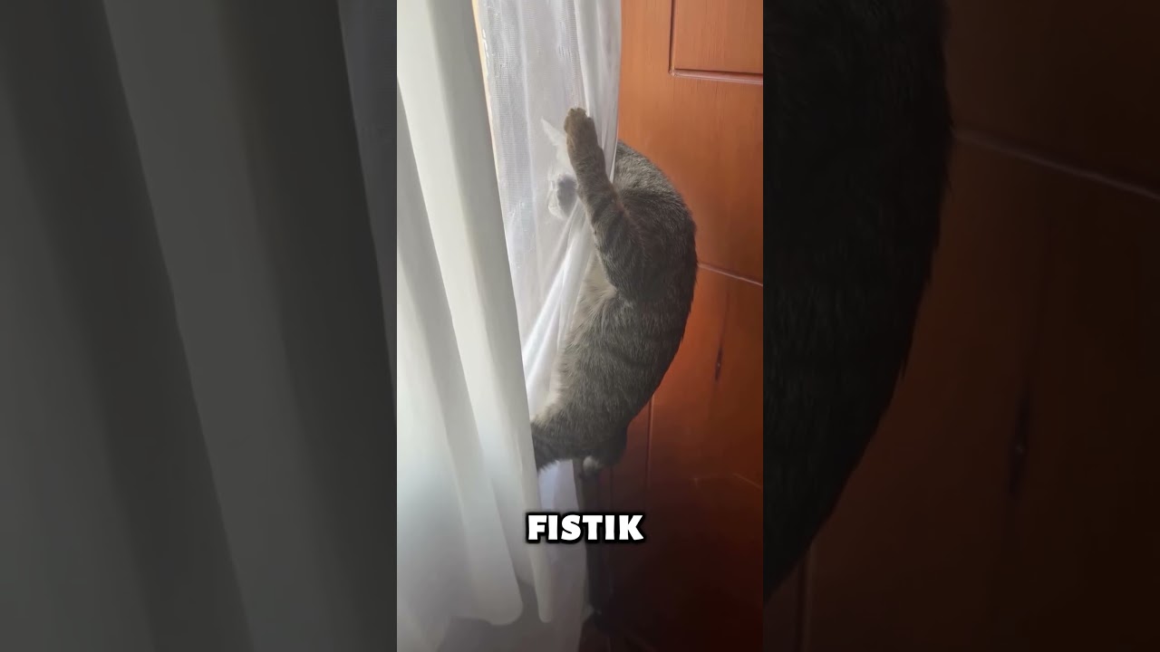 Buzdolabıma nolduysa sevdim