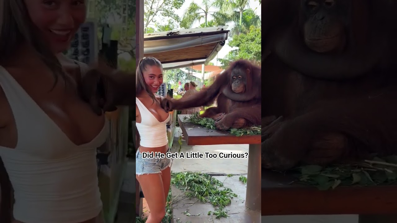 Orangutan Gets Curious Mid-Photo 😳 | Olivia Bailey - Published by Lascivious Media 