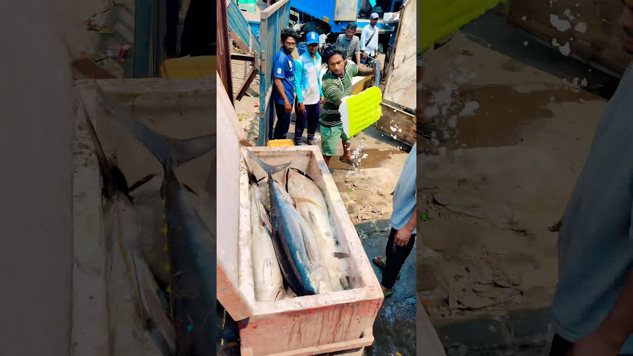 Tuna 🍣 tinandi healthy ga undandi #fish #shortvideos #trending #love #food #viralvideo