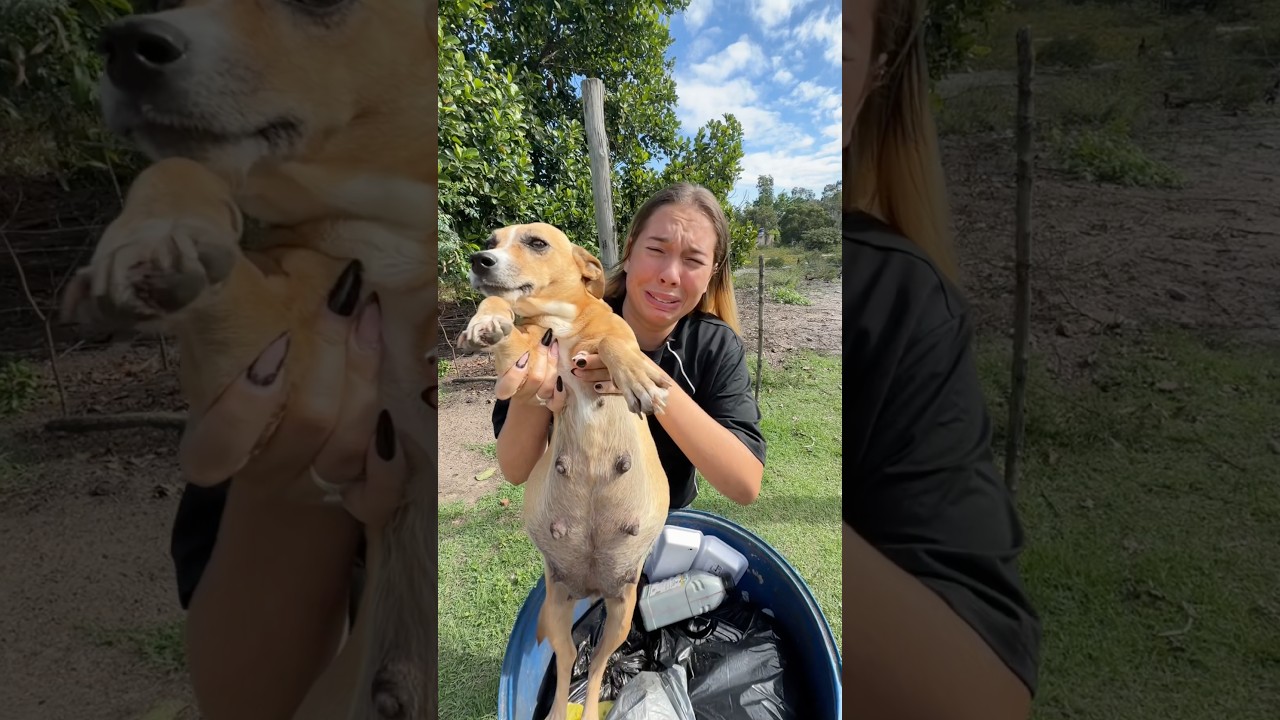 ACHEI UMA CACHORRA GRÁVIDA NO LIXÃO!