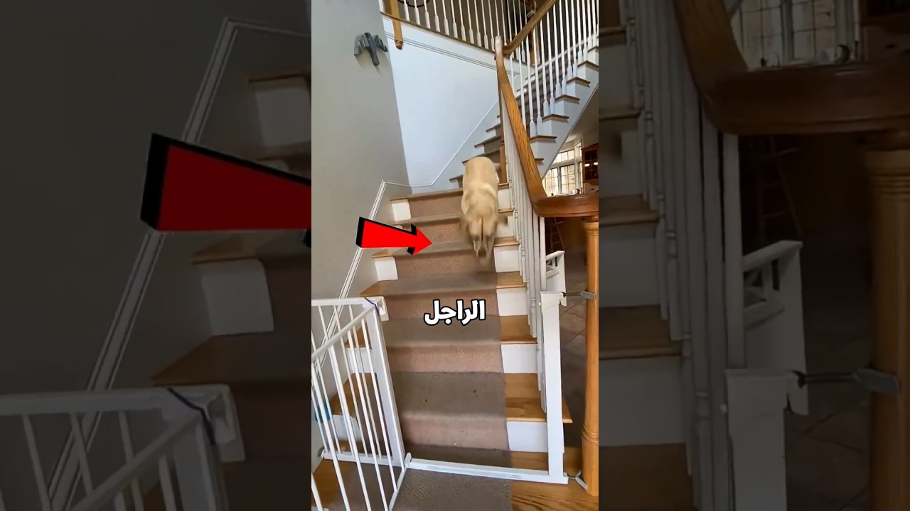 الكلب نسي صاحبه بسبب اللعب 🥹❤️‍🩹