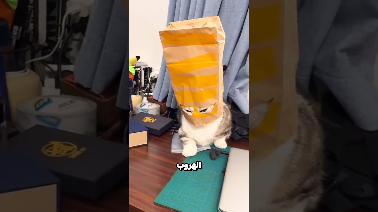 لم يتأقلم السنجاب مع أجواء غرفته 😮؟!