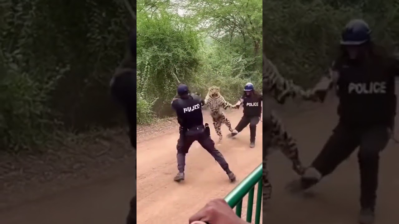هجوم نمر مفترس على الشرطة الأمريكية أثناء عملية إنقاذ 😱🐆 | مواجهة برية صادمة