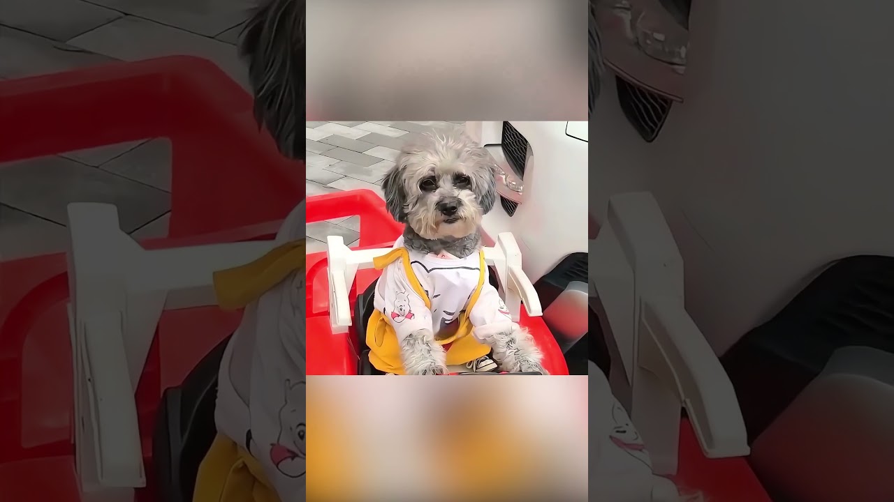 Anjing Cerdas yang Menyelamatkan Hari 🐶💖🚗