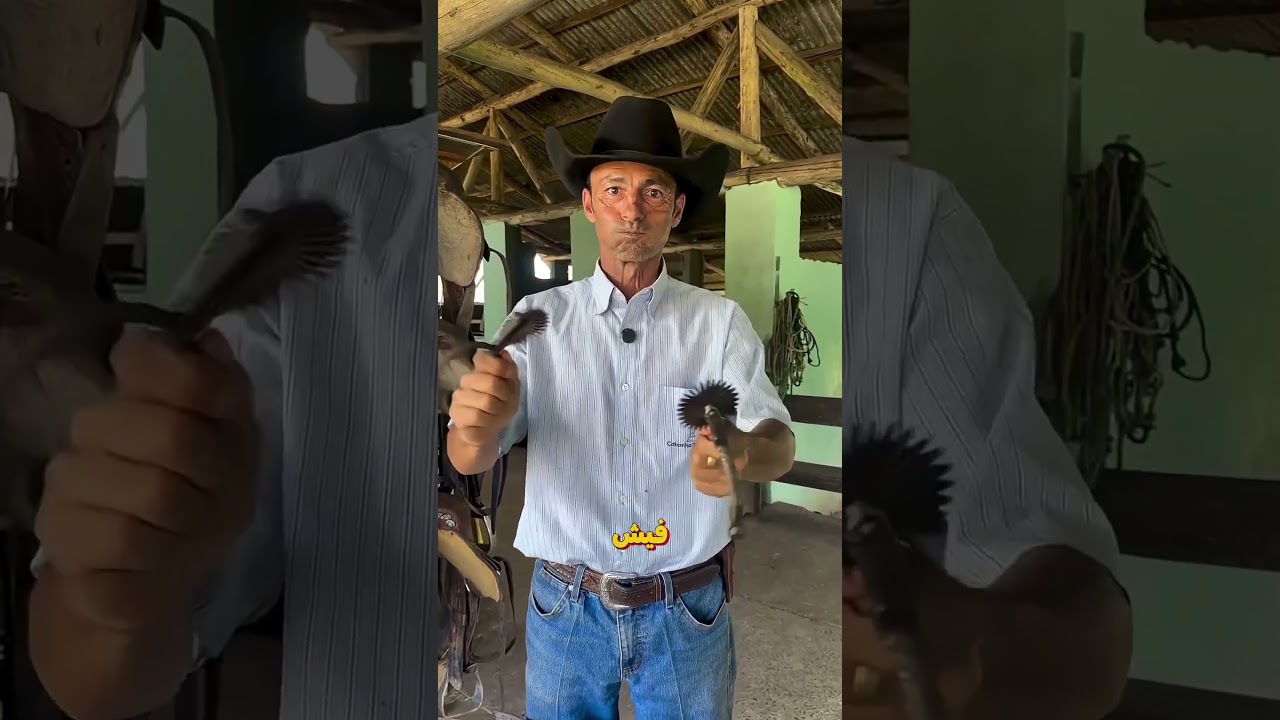 ليه الشوكة اللي في جزمة الفارس مبتوجعش الحصان؟! 😱🐎 #shorts