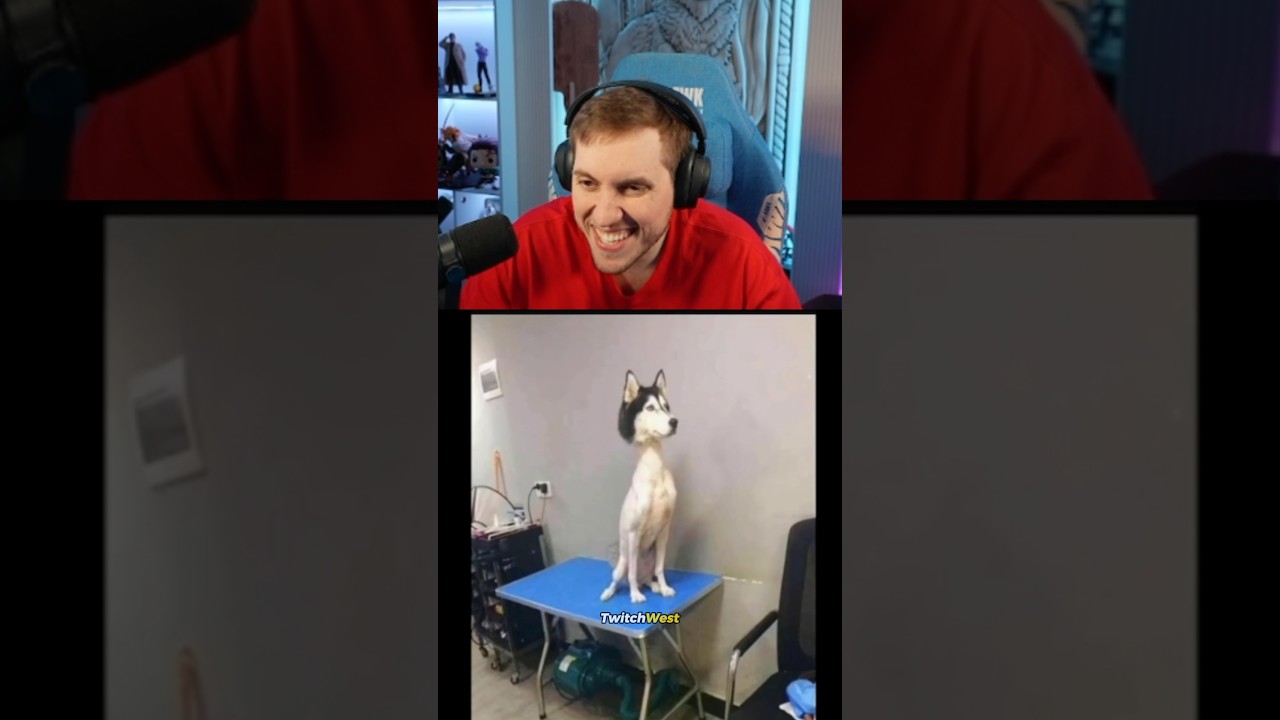 RRaenee | Hayvanların tüysüz halleri :D