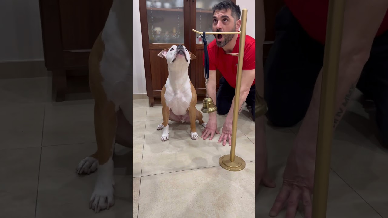 Gigante ha capito tutto 😂🔔