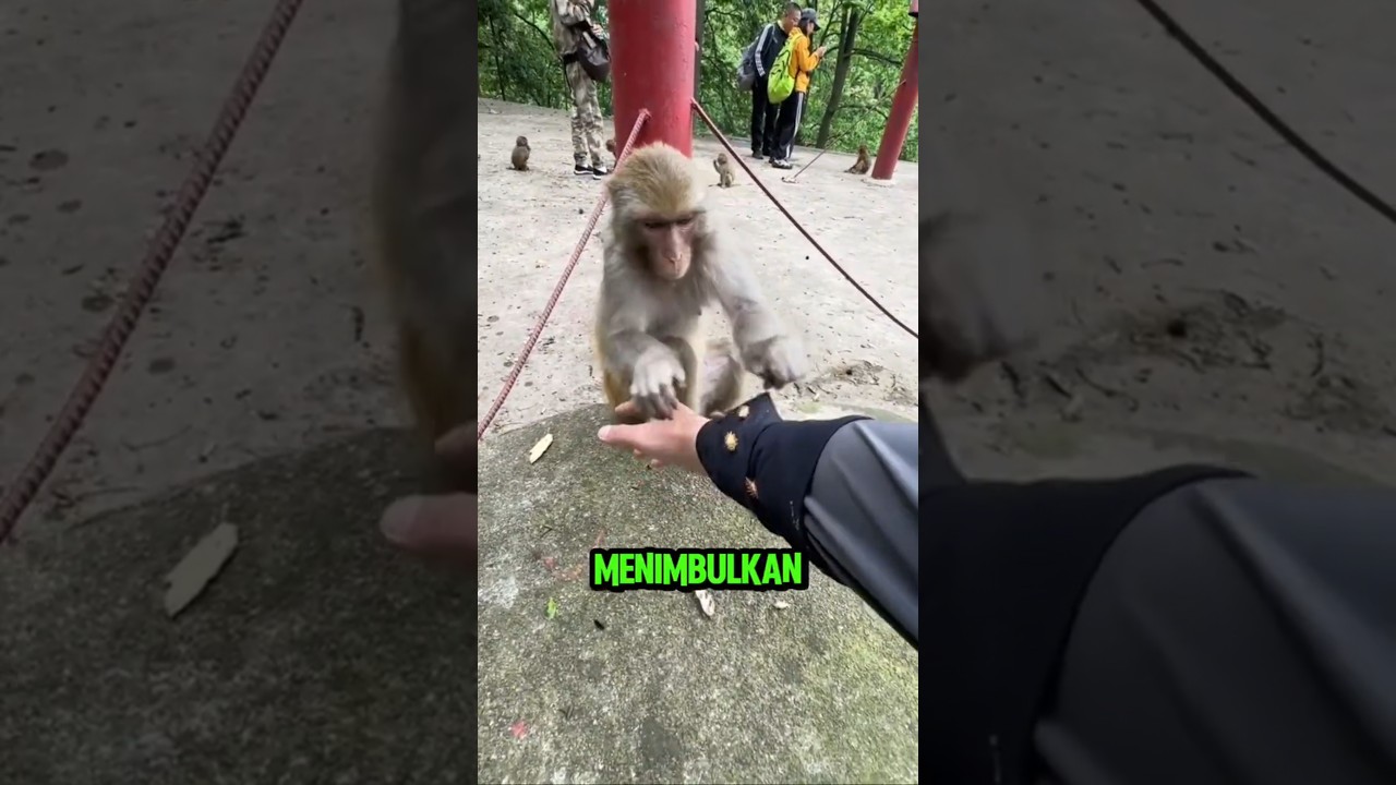 Monyet Ini Berani Cabut Duri, Yang Lain Kabur! #viral #shortvideo