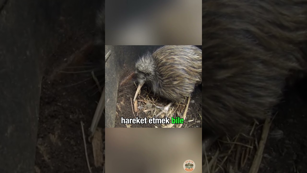 Bu Kuşun Yumurtlaması Neden Tehlikeli? 😨🥚