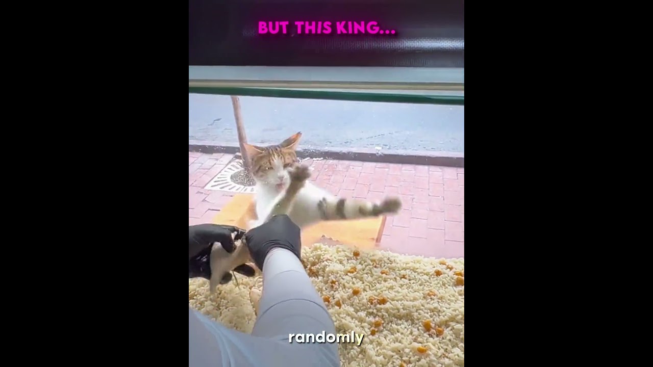 Others Kindness VS This King 🥺❤️‍🩹