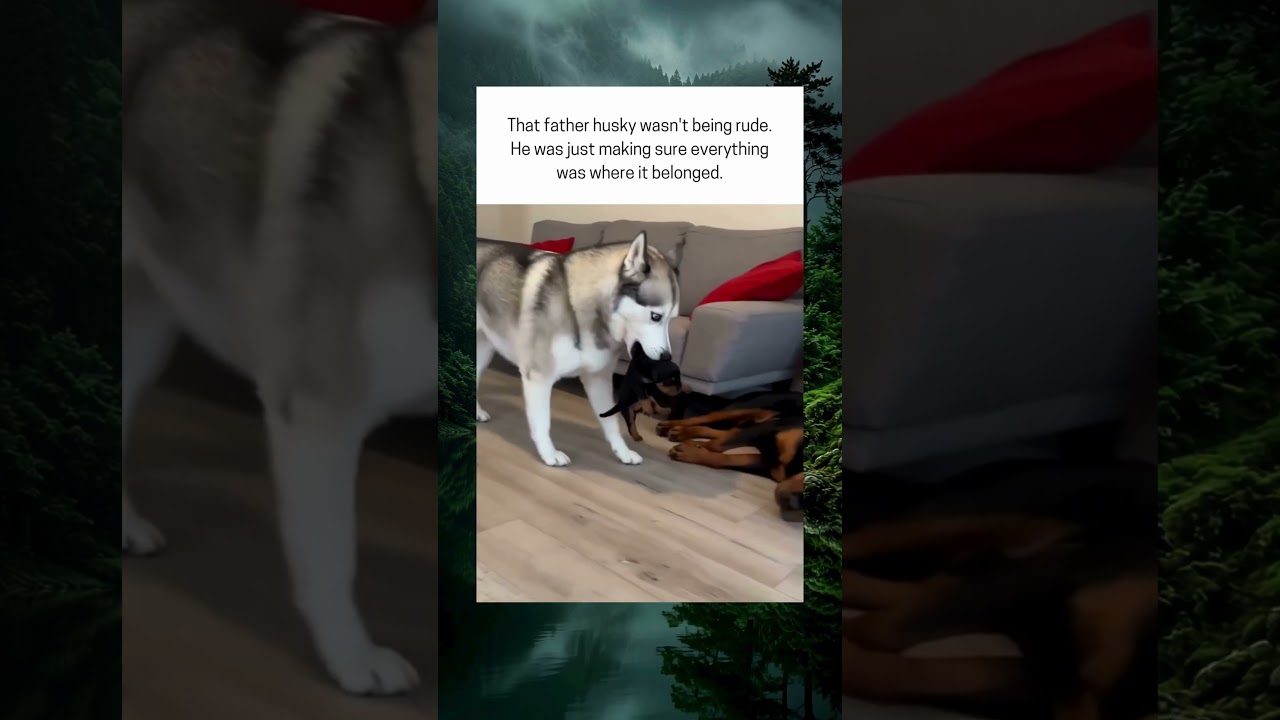 Father Husky Restores Order
