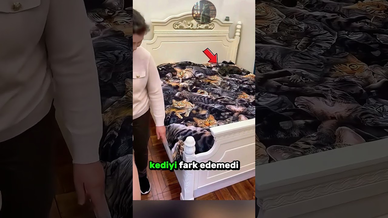 Saklanma Konusunda Ustalaşan Sevimli KEDİLER! 🔍 🐈 🧐