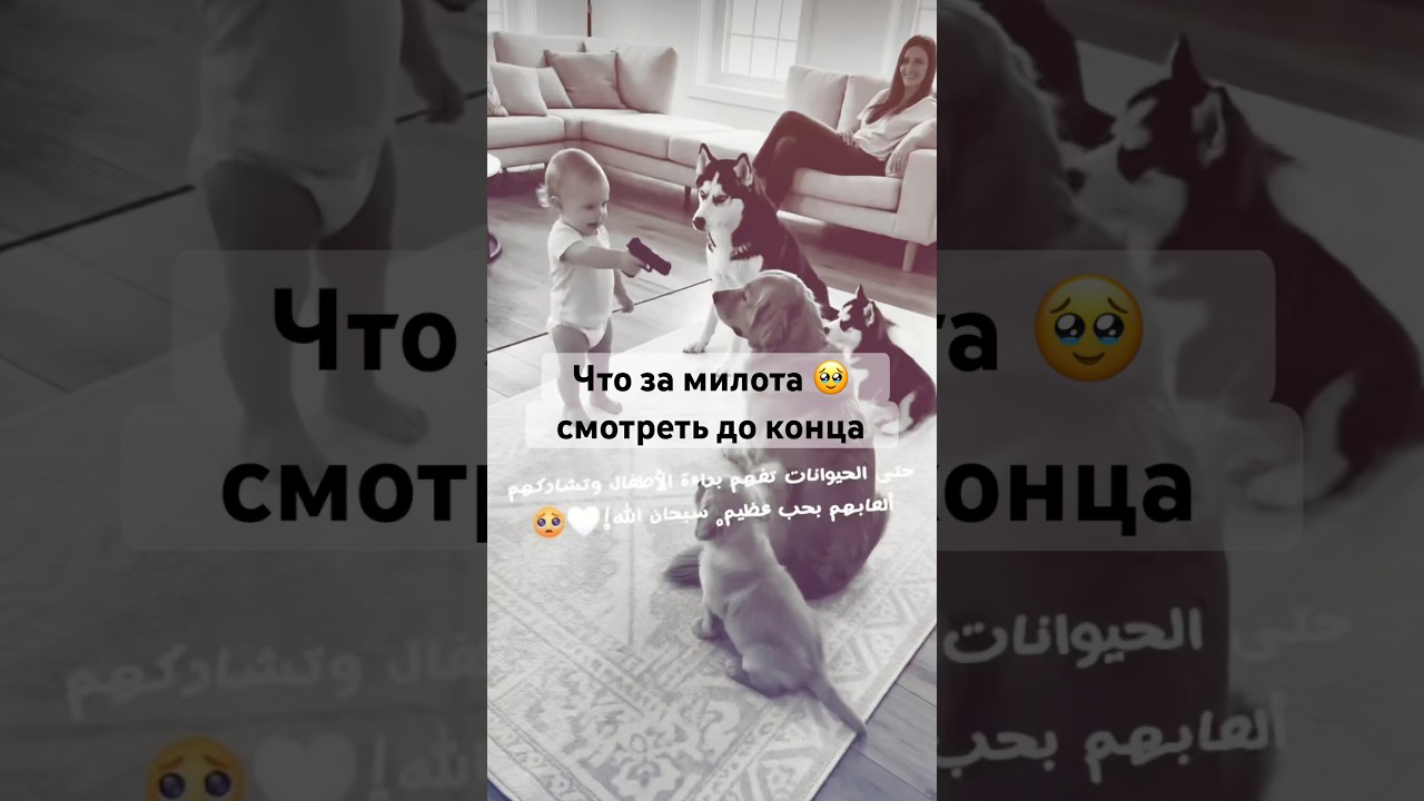Ну что за милота ☺️🥹🥹 смотреть до конца #cat #funny #cute #собака #animals  #memes #dogs #pets