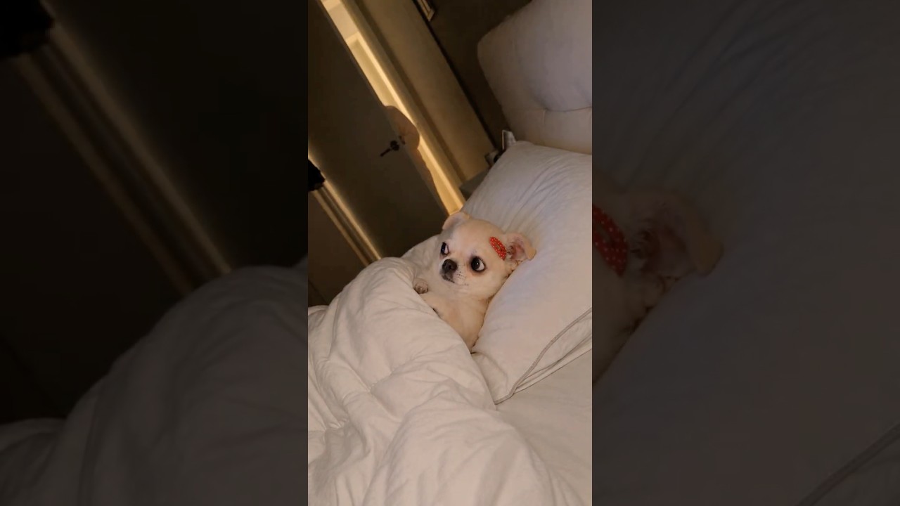 POV: 밤에 몰폰할 때 You're sneaking your phone