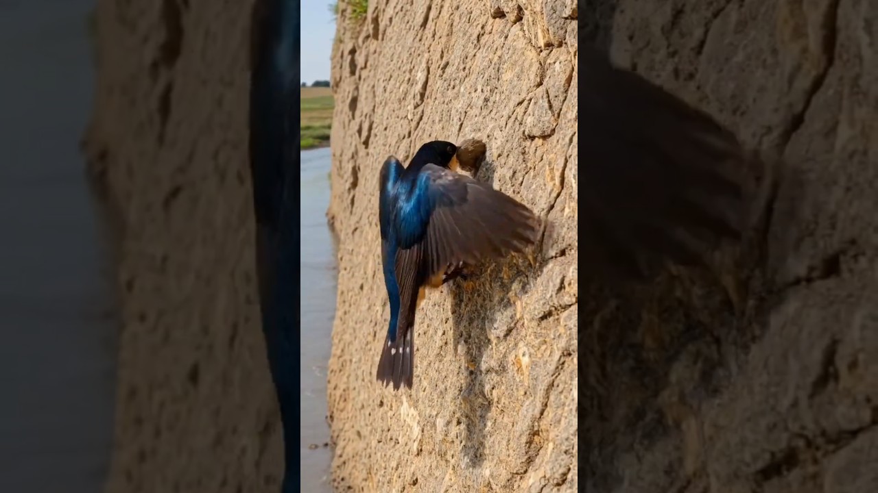 Swallow Bird Builds a Mud Nest | Nature Timelapse