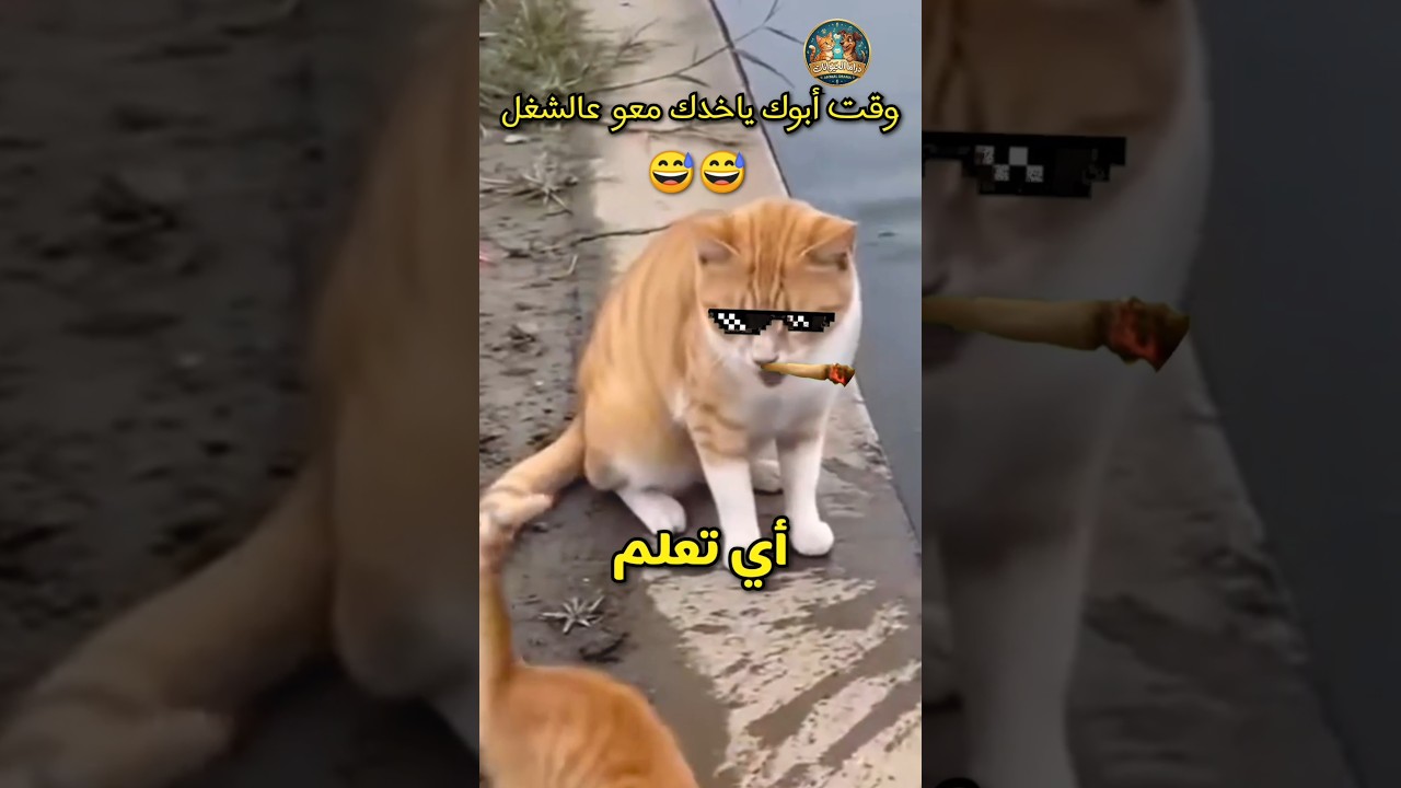 زيكو قرر ياخد ابنو معو عالصيد 😂😂 #قطط #قطط_مضحكة #زيكو #كوميديا #shorts