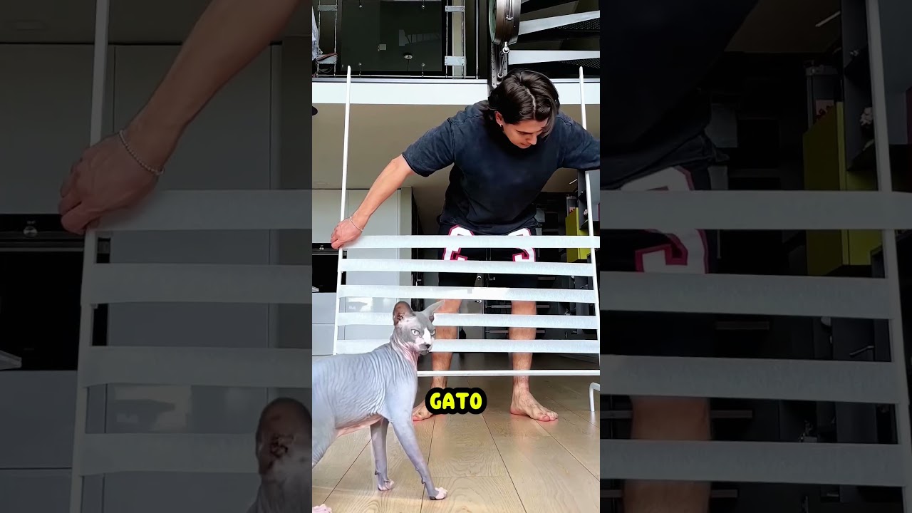 Esse homem desafiou seu gato! Mas não foi como esperado... 🐈😱