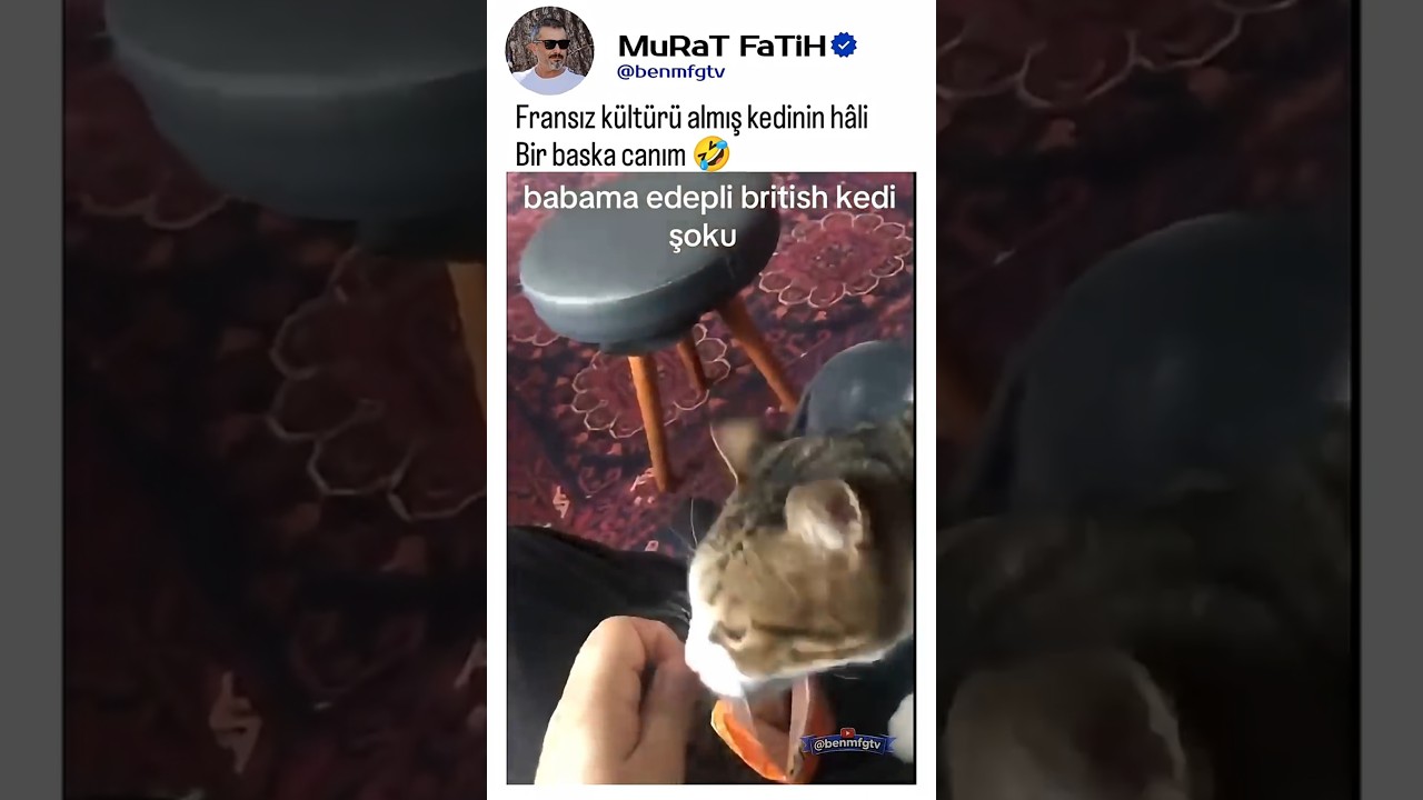 Cins kedi ve Tekir kedi arasındaki farkı anlatan adam 🤣