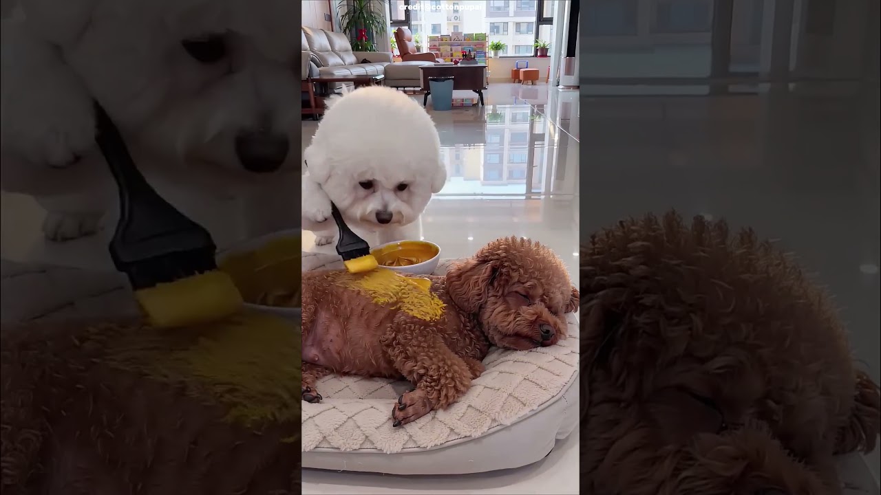 😱🎨 Tentei pintar o Bulgoso enquanto ele dormia… mas fui pega! 😂 #shortvideo #viral