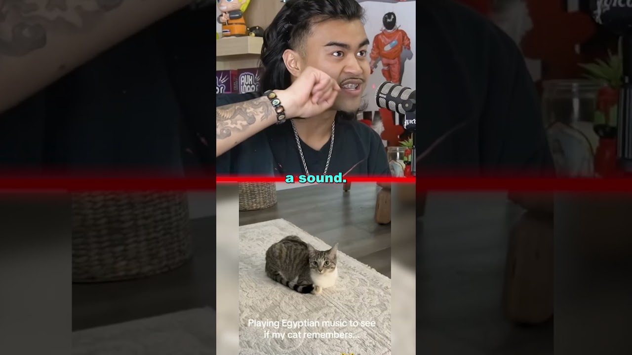 If you have a cat, Try This