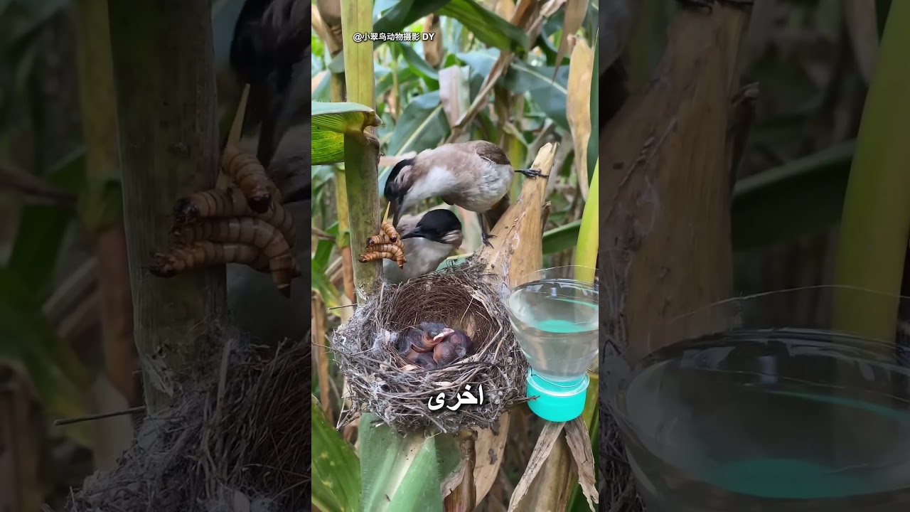 هذا السلوك غريب جداً عند الطيور #طيور #مذهل