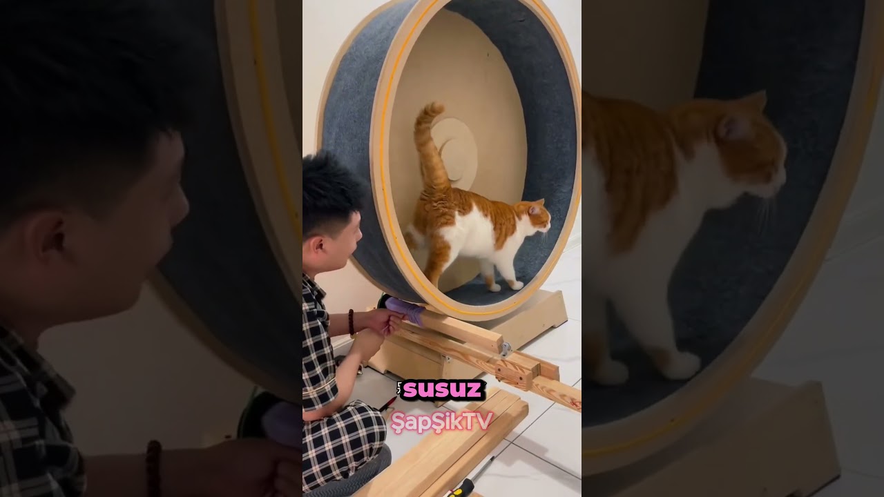 İŞÇİ KEDİLER 😱 #shorts  #funny #cat