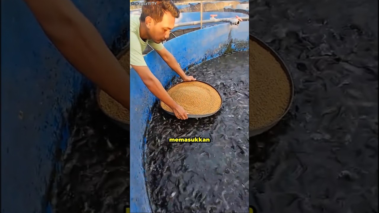 Kenapa Ikan-Ikan Ini Tidak Bisa Makan?