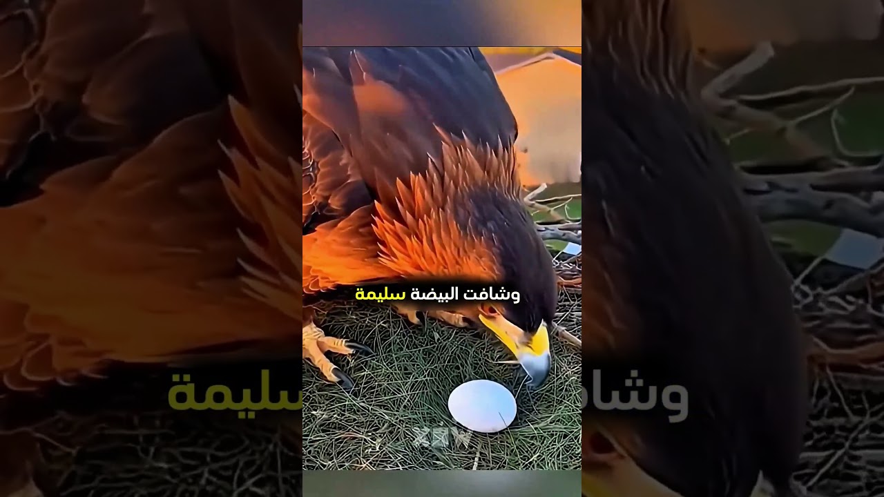 هذا الرجل يذهب لحديقة منزله بطريقة مميزة! ❤️