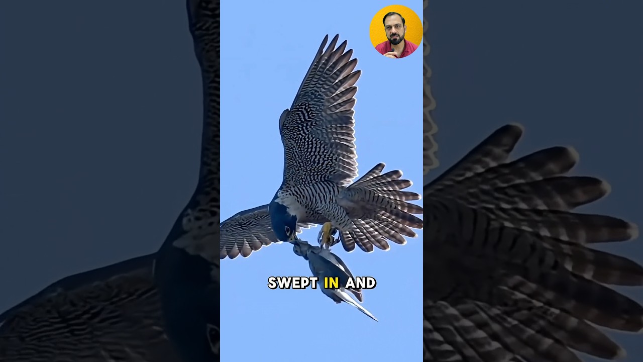 The amazing teamwork of the peregrine falcons #shorts
