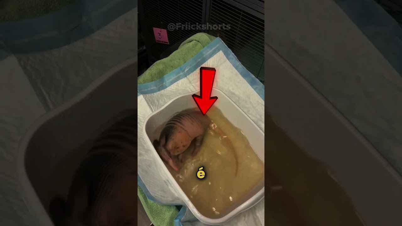 Esse tatu não é perigoso