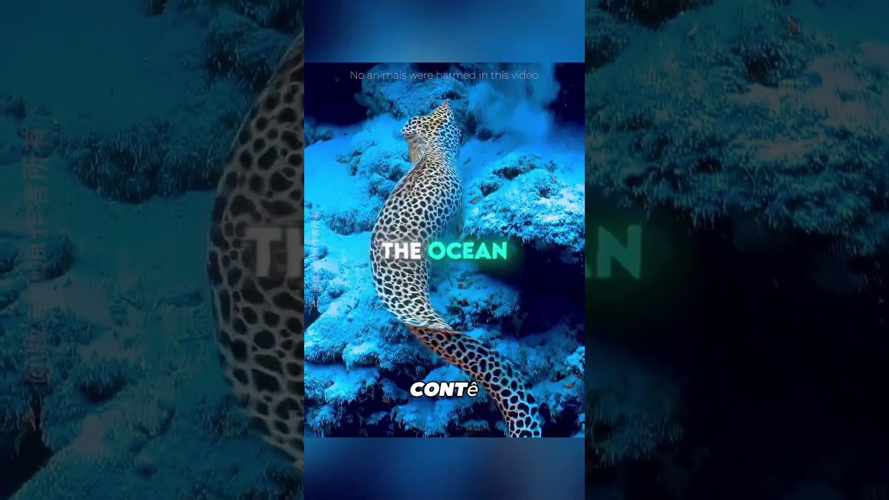 "Amizade Inesquecível: A Enguia Que Nunca Esqueceu Quem a Criou"