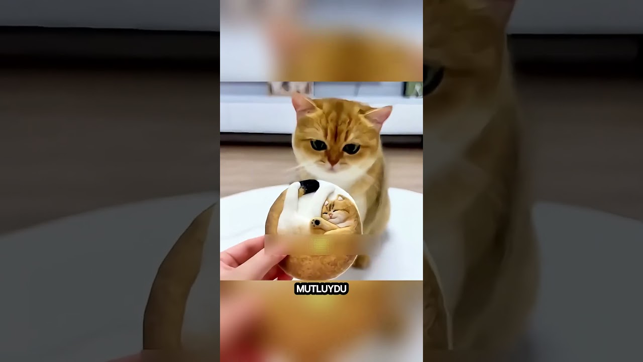Kedi Garip Bir Meyve Keşfetti… Sonrasında Yaşananlar İnanılmaz! 🐱🍈 #shorts