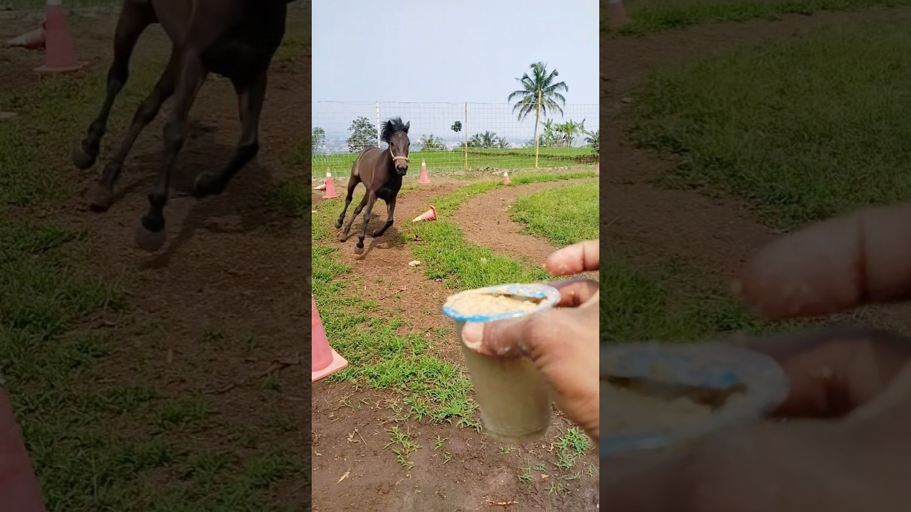Pura pura gak mau 😅😄🤩😍🫰 #horse #horsetrack #viral #humor #funny #comedy #animals #memes #love #fun