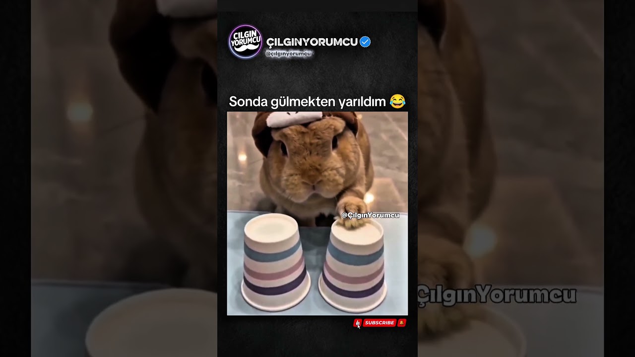 Tavşanım sinirlendi 🐰