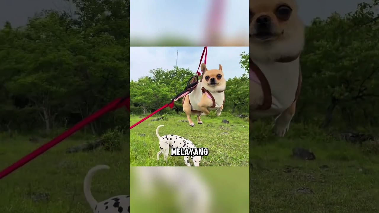 Anjing kecil ini selalu diganggu saat bermain 🥹