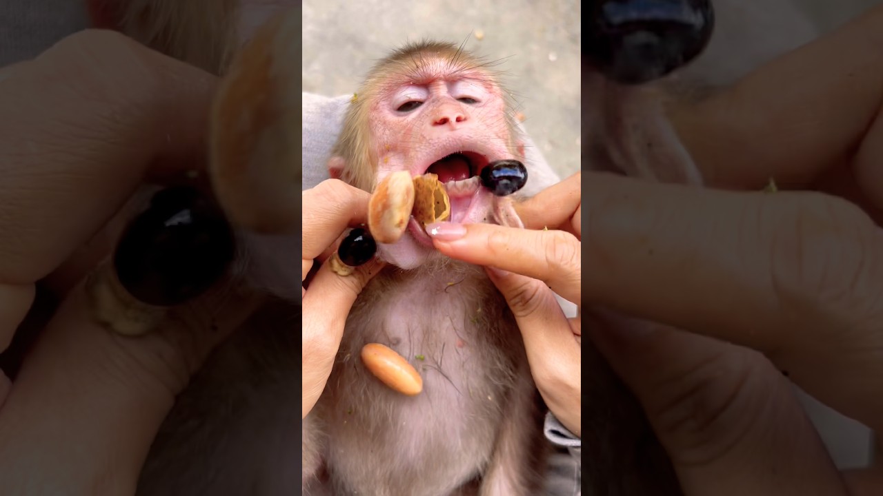 Oh no... that greedy monkey even hides in its mouth things that aren't edible!😤#monkey
