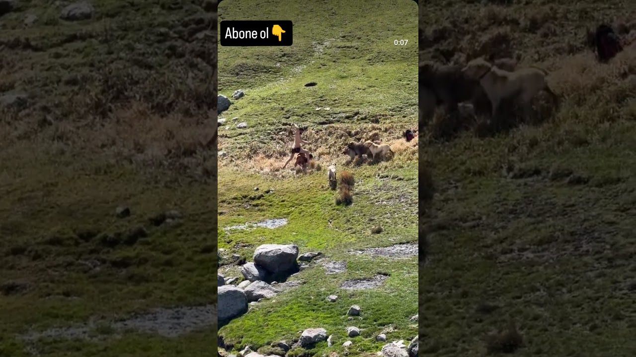 ÇOBAN KÖPEKLERİ, SAHİBİ DIŞINDA KİMSEYE ACIMIYOR #viral #shortvideo #shortvideo #youtube #shorts