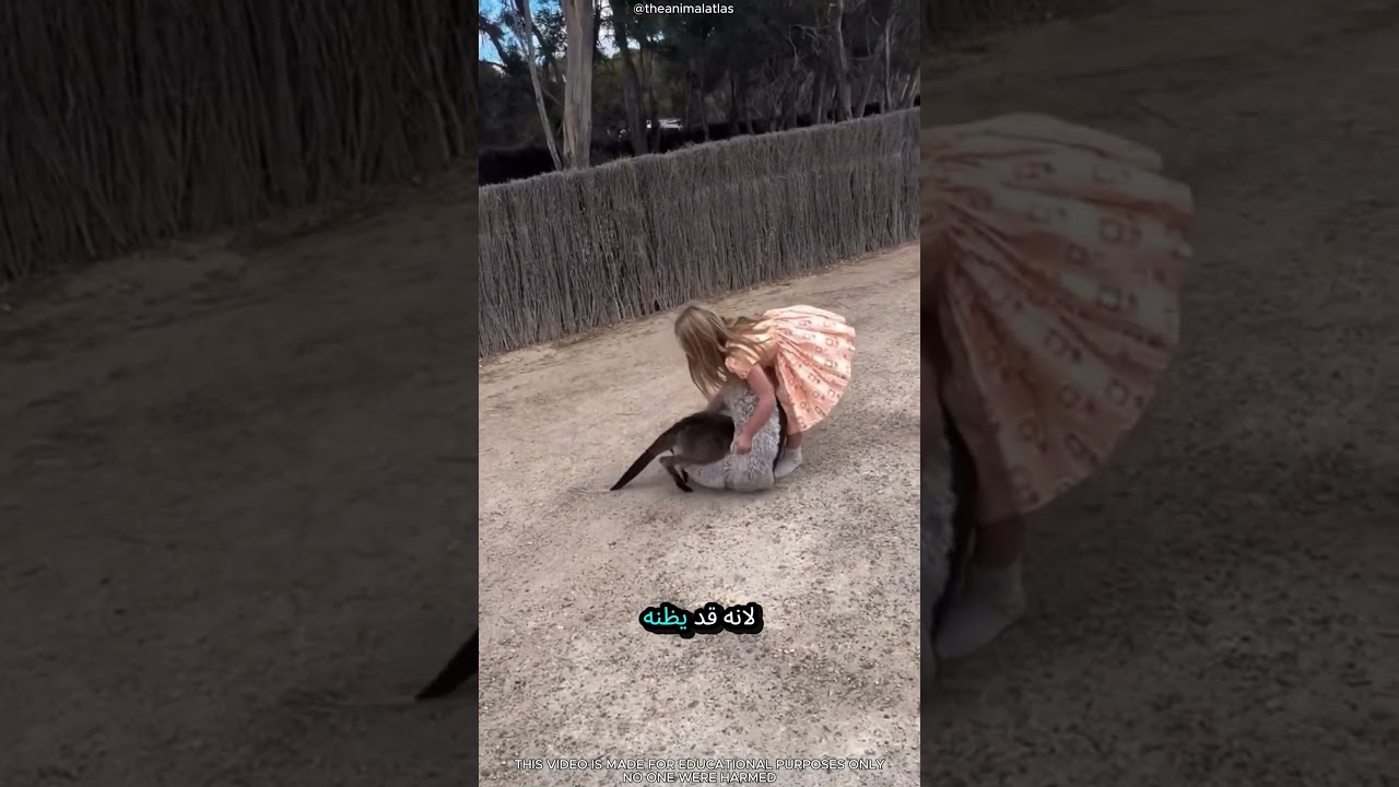 🦘😱 لا تقرّب جراباً مزيفاً من صغير الكنغر؛ فقد تسيء الأم فهم الأمر.