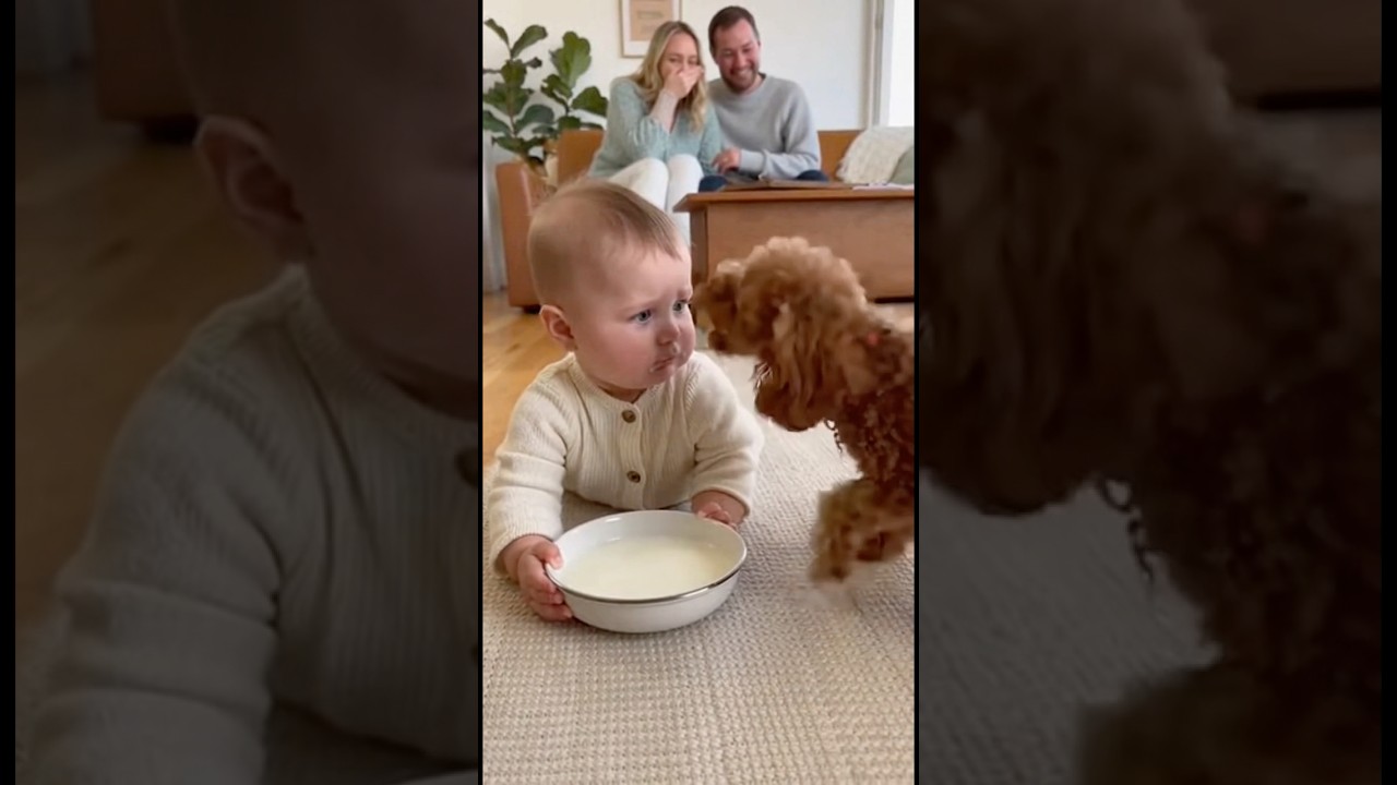 犬のミルクを飲んでしまい、犬に文句を言われた赤ちゃん、どうしていいか分からず固まってしまう。。。#dog #baby #cute #funny #shorts #shortvideo #赤ちゃん
