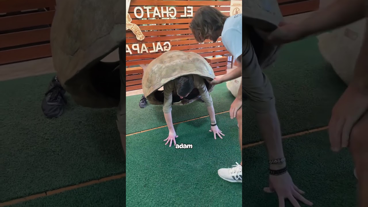 Bir İnsan 60 kg'lık bir kaplumbağa kabuğunu 1 Dakika Boyunca Taşıyabilir mi?