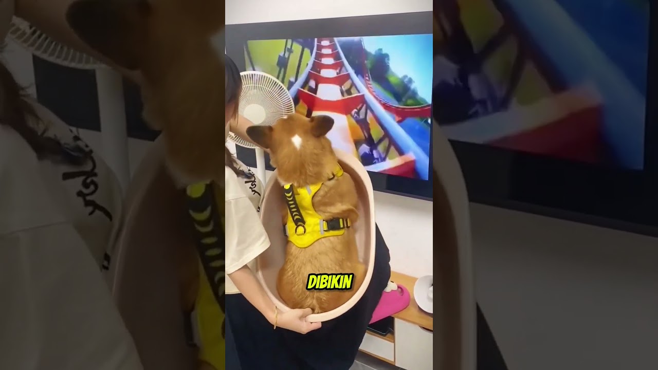Kasihan banget anjing ini 🤣 #shortviral