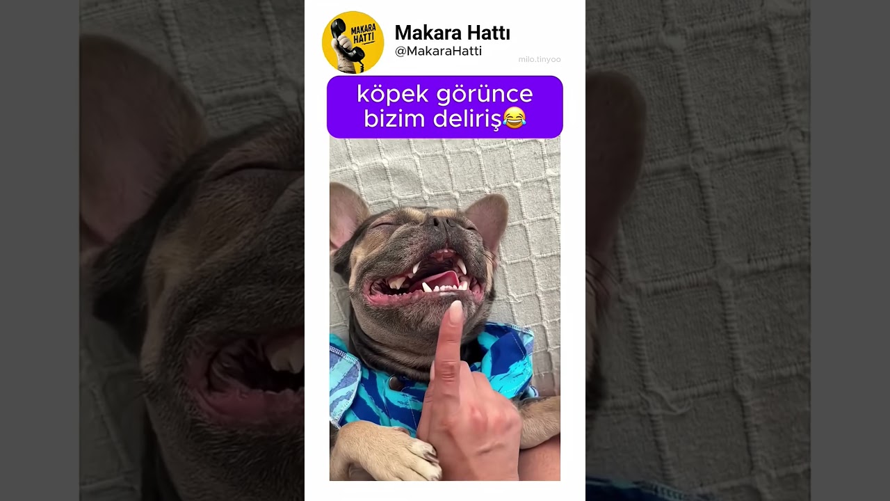#dog