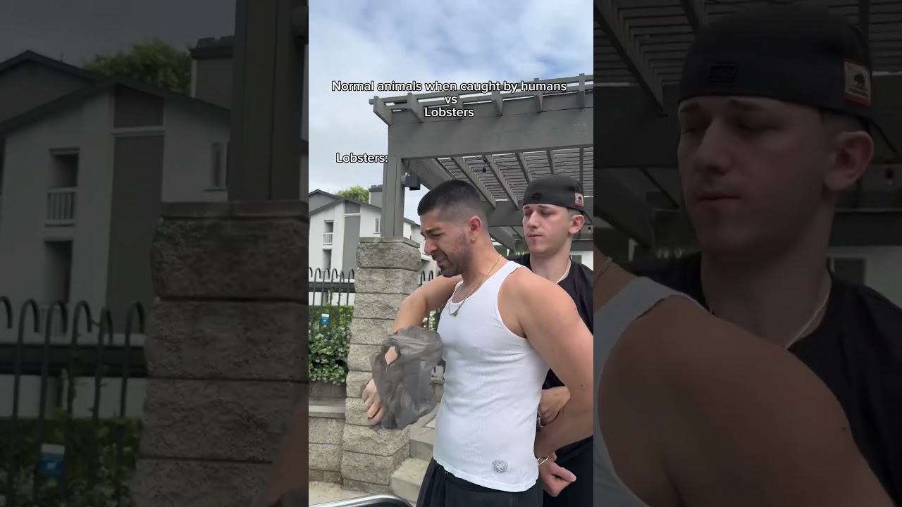 Normal animals when caught by humans vs lobsters. #shorts #skit #funny