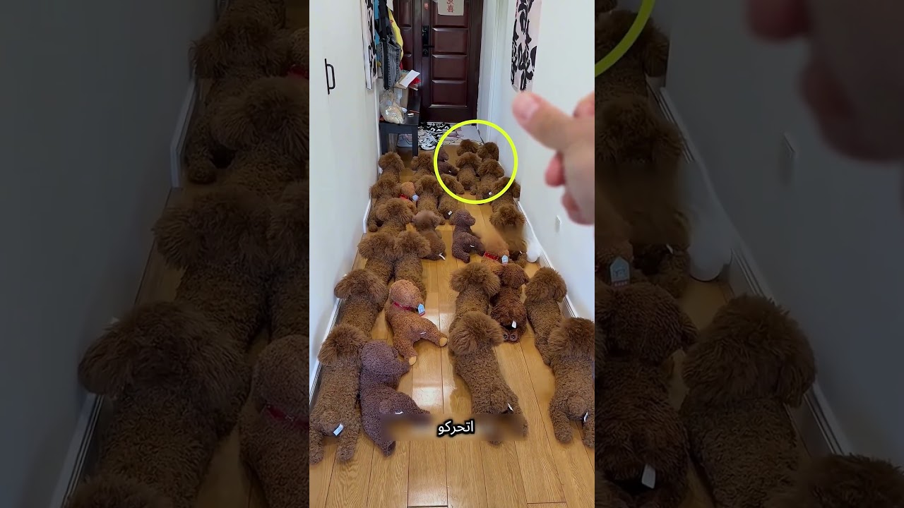 «الكلب اللي بيستخبى وسط لعبه… وبيخلي صاحبه يحتار كل مرة! 😳🐶» #reels#shorts #funny #explore