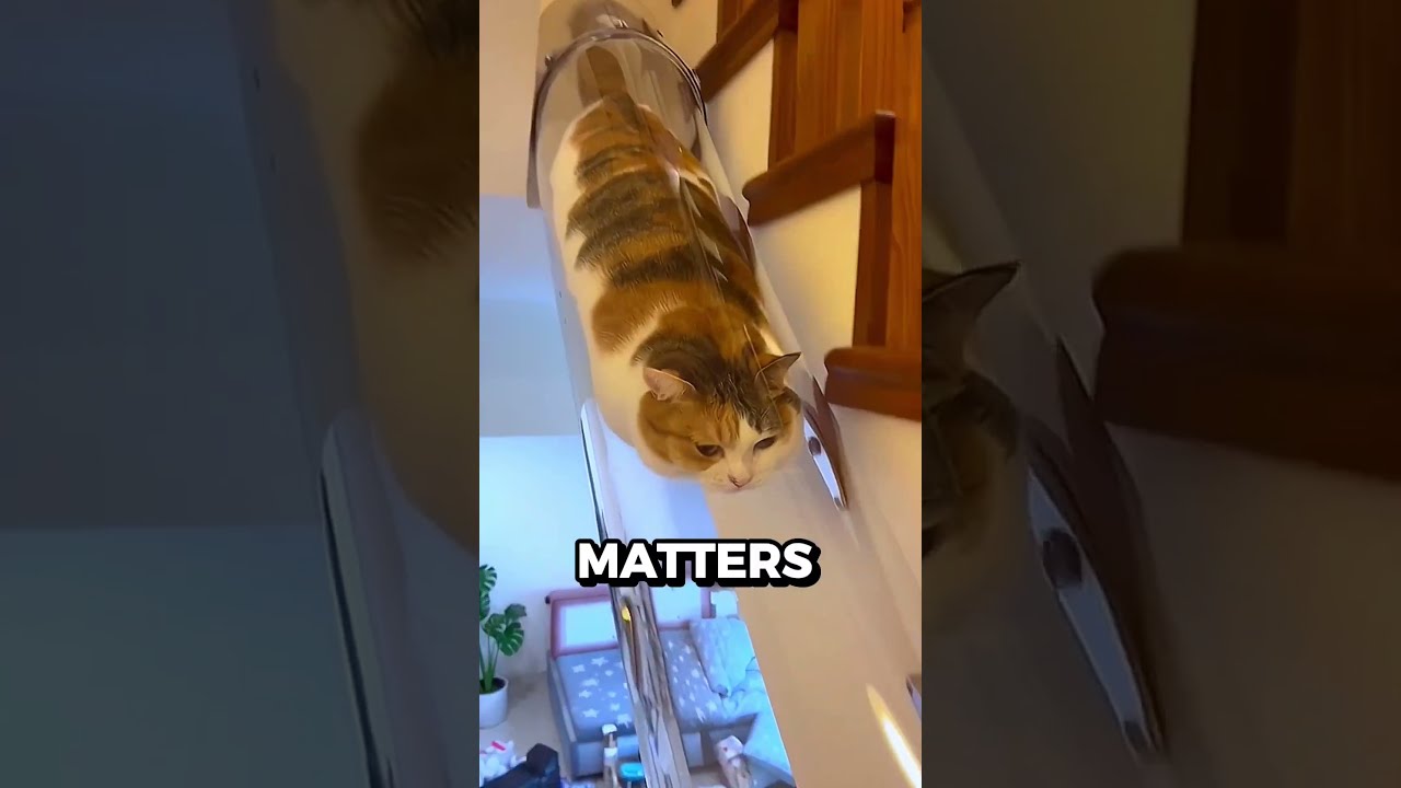 This Cat Turns Into Liquid 🤯 - Published by Stimulate